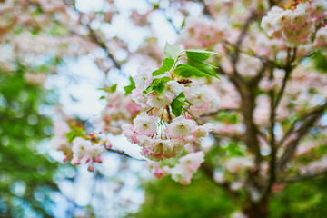 pink cherry blossom tree in full bloom on a spring day