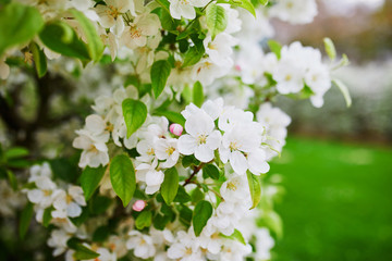white apprle tree in full bloom on a spring day