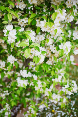 white apprle tree in full bloom on a spring day