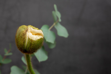 Close up white poppy bud, dark bakground