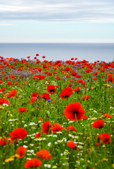 field of red poppies