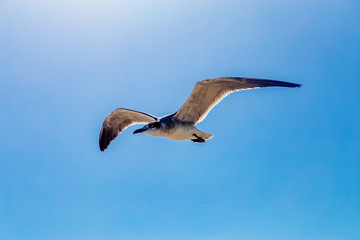 aves