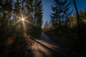 Fototapeta premium Schneeloser Winterwald, Sauerland 2020