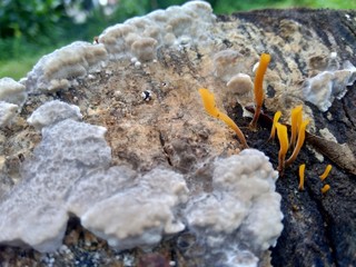 The exotic poisonous mushroom in the nature background