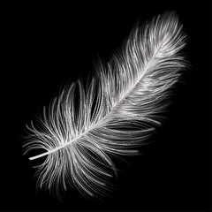 Obraz premium Feather isolated on black.Vector illustration.