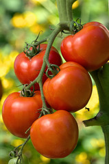 Ripe tomatoes basking in the early morning sun. Ripe tomatoes on the vine. Tomato is the edible, often red fruit of the nightshade Solanum lycopersicum, commonly known as a tomato plant.