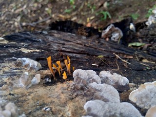 The exotic poisonous mushroom in the nature background