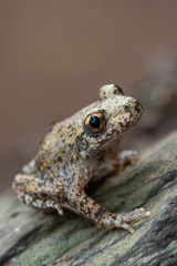 Common midwife toad - Alytes obstetricans