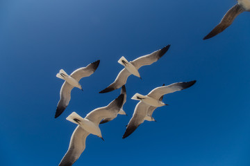 Fototapeta premium aves