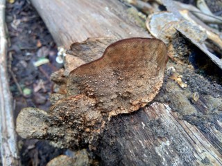 The exotic poisonous mushroom in the nature background