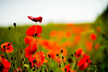 Naklejka premium Poppy Fields