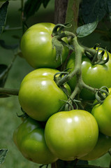 Green tomatoes basking in the early morning sun. Ripening tomatoes on the vine. Tomato is the edible, often red fruit of the nightshade Solanum lycopersicum, commonly known as a tomato plant.