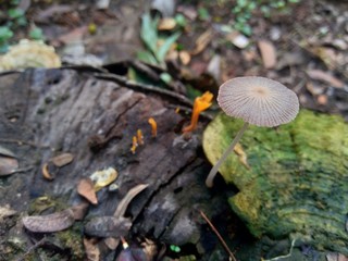 The exotic poisonous mushroom in the nature background