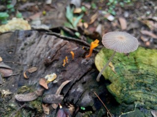 The exotic poisonous mushroom in the nature background