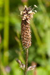 Wild grass head in rural field in Ireland