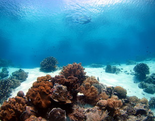 banda islands diving, Indonesia.