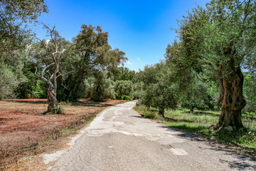 Garden tools decoration and free space for your product. 