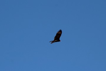 bird in flight