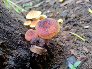 The exotic poisonous mushroom in the nature background