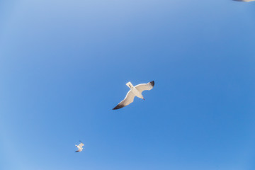 aves