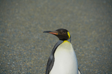 King penguins in South Georgia