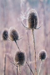 Bur covered in dew laden spider cobweb, sparkling in the bright morning winter's sunshine