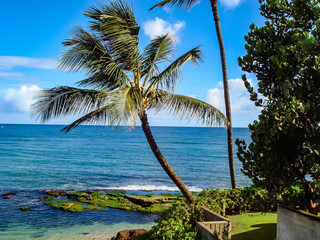 Naklejka premium Hawaiian Palm Tree