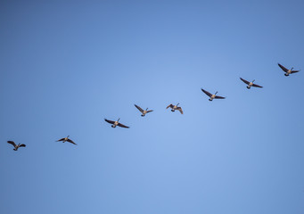 Geese flying in formation over Washington DC