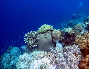 banda islands scuba-diving, Indonesia.