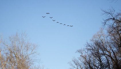 Geese flying in formation over Washington DC © Avi