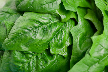 Fresh salad leaves close up. Proper nutrition, delicious salads.