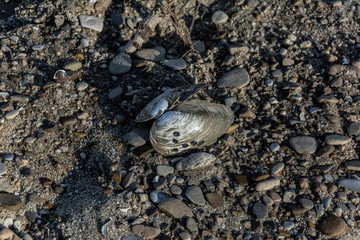 An open shell on a rocky beach 
