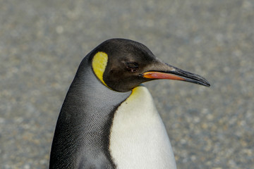King penguins in South Georgia