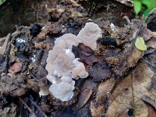 The exotic poisonous mushroom in the nature background