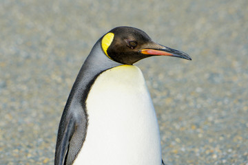 King penguins in South Georgia