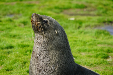 Fur seals of South Georgia