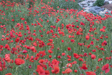 mohnblume