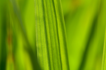 Macro abstract shot of a green blade of grass against a green background