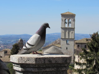 A pigeon at Piazza Santa Chiara in Assisi, Italy with the church of Santa Maria Maggiore and the landscape in the background with blue sky