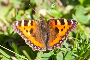 Red admiral butterfly in summer.