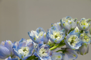Close-up of a blooming white-blue delphinium against a light gray wall, greeting or festive concept