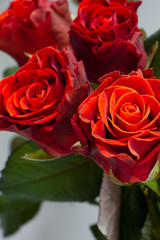 Bouquet of beautiful red roses on a gray background, greeting or holiday concept, selective focus