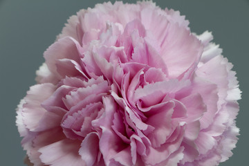 Close-up of pink carnation flower, carved carnation petals, selective focus