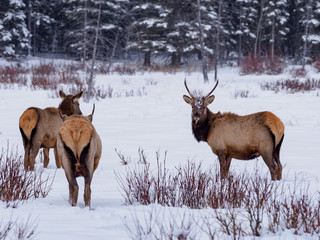 three elks grazing in the winter forest by Lake Minnewanka at Banff National Park, Alberta, Canada