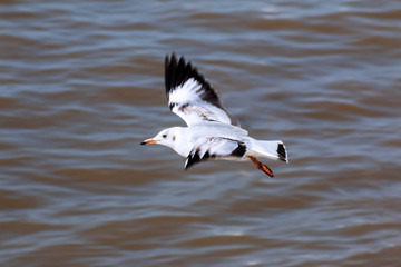seagull fly on the ocean.