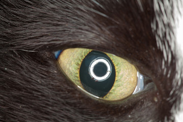 Close Up Green Cat Eye Showing a little Second Eyelid