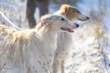 Fototapeta na wymiar Two Russian hounds, Russian wolfhound, Borzoi, with leashes on snow in front of the sunlight in winter. Close up, defocused