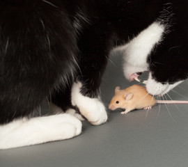 Cat and Mouse