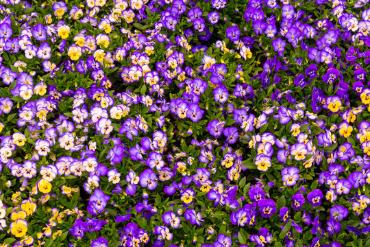 viole cornute 01