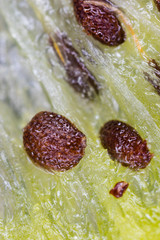 Macro Photo of Kiwi Seeds